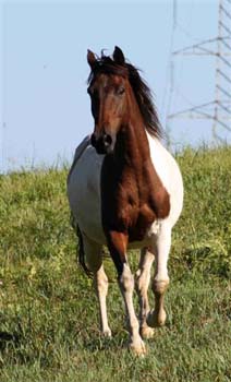 Justa Chief. Donated to Gympie RDA